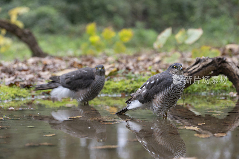 欧亚雀鹰(学名:Accipiter nisus)